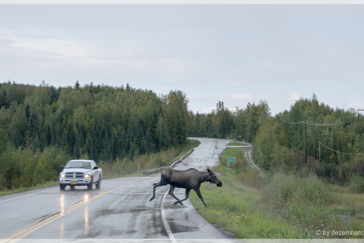 Moose on the road