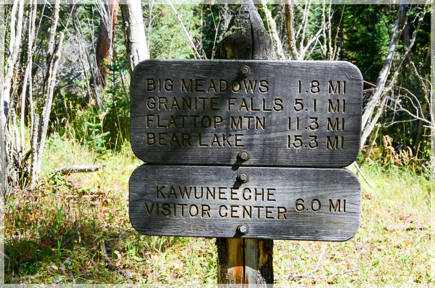 Trail Ridge Road - Elchbulle im Gebüsch
