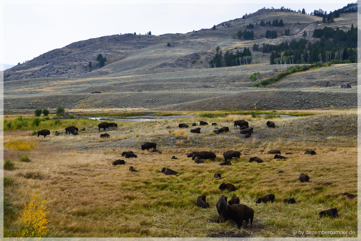 Yellowstone NP - Bisons
