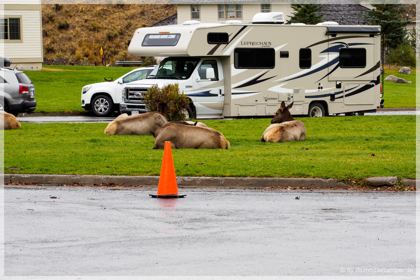 Yellowstone NP - Elks in Mammoth
