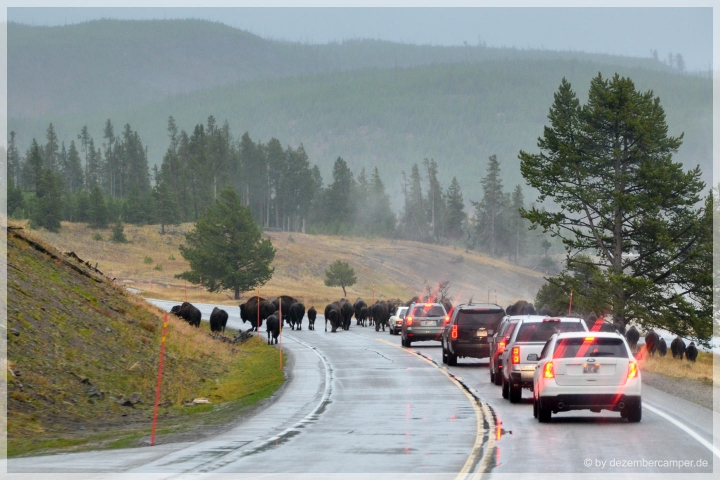 Yellowstone NP - Bisons on the road