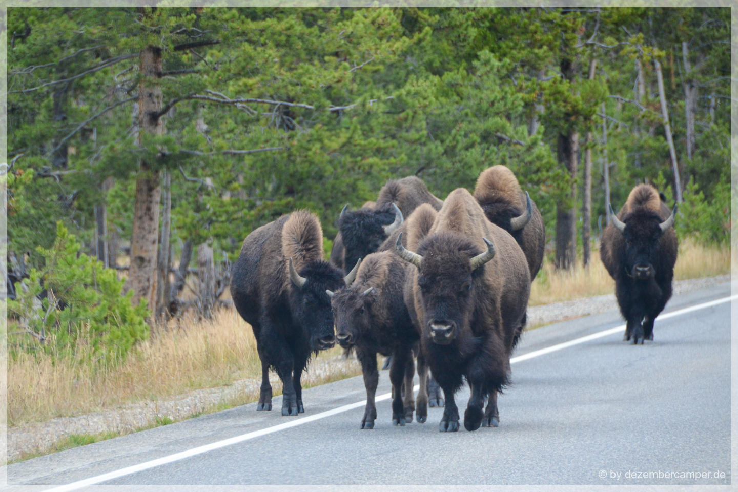 Yellowstone NP - Bisons on the road