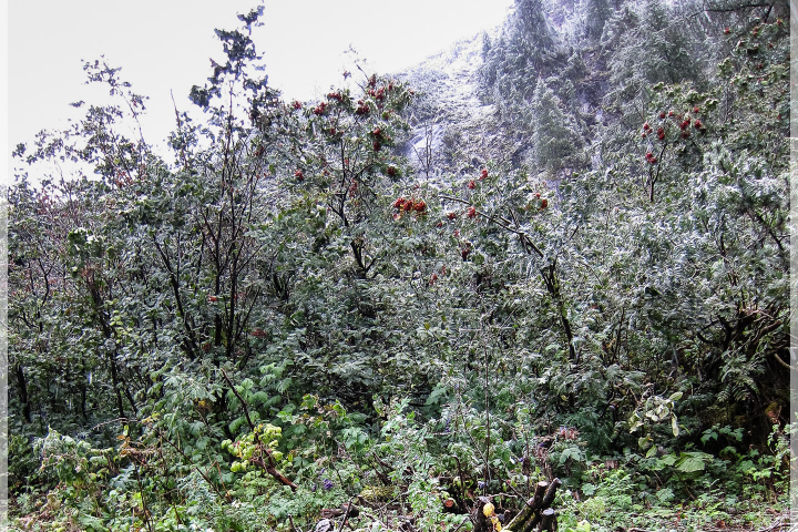 aus Regen wird Schnee