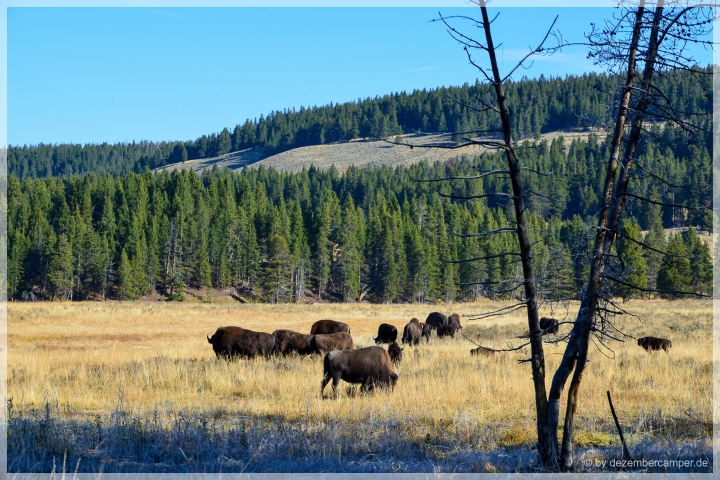 Yellowstone NP - Hayden Valley - Bisons