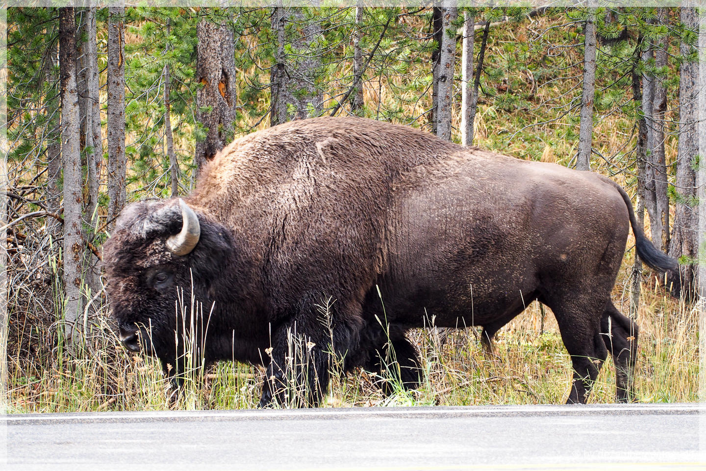 Yellowstone NP - Bisons